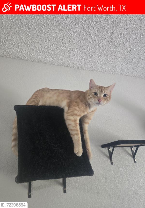 Lost Male Cat last seen Cobb park, Fort Worth, TX 76119