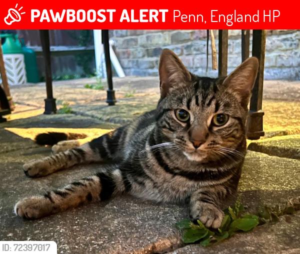 Lost Male Cat last seen Near High Wycombe, Penn, England HP10