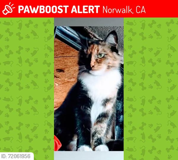 Lost Female Cat last seen Alondra Blvd &Bloomfield@ Norwalk Ca 90650, Norwalk, CA 90650