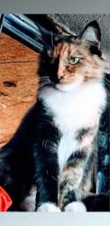 Lost Female Cat last seen Alondra Blvd &Bloomfield@ Norwalk Ca 90650, Norwalk, CA 90650