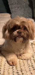 Lost Male Dog last seen Parkerville and Aviary, DeSoto, TX 75115