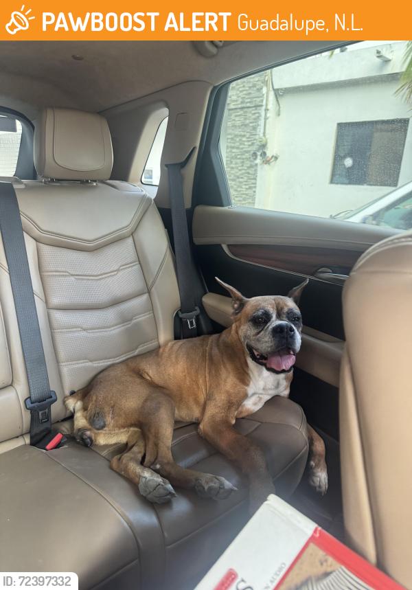 Found/Stray Female Dog last seen Plaza Merco, Guadalupe, N.L. 
