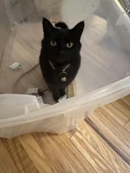 Lost Female Cat last seen W Yale Ave and Wadsworth Blvd, Lakewood, CO 80227