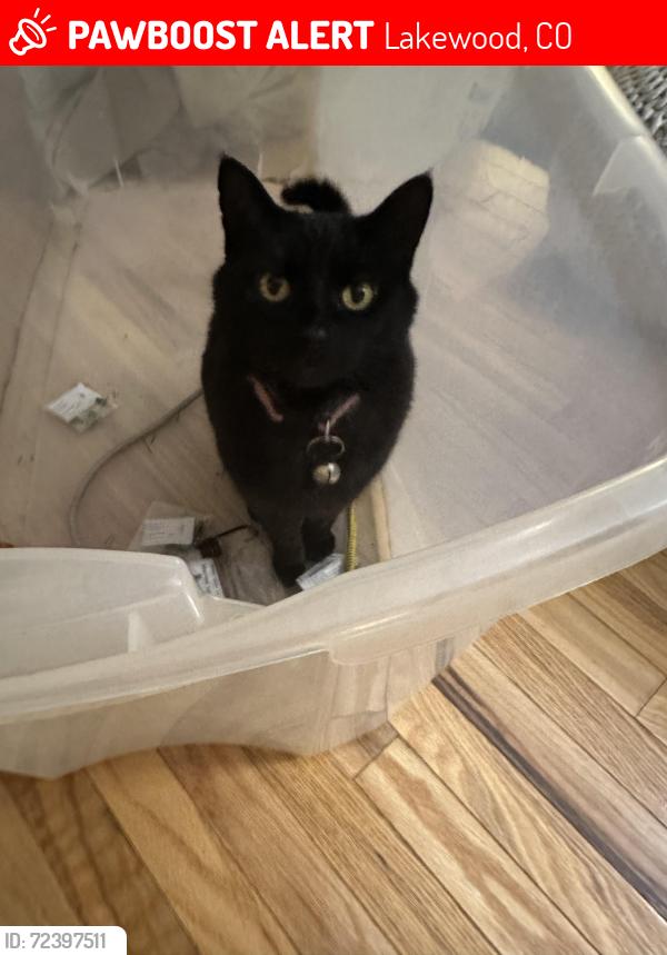 Lost Female Cat last seen W Yale Ave and Wadsworth Blvd, Lakewood, CO 80227
