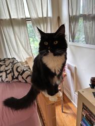 Lost Male Cat last seen Laurel Avenue and Hershel, St. Paul, Saint Paul, MN 55104