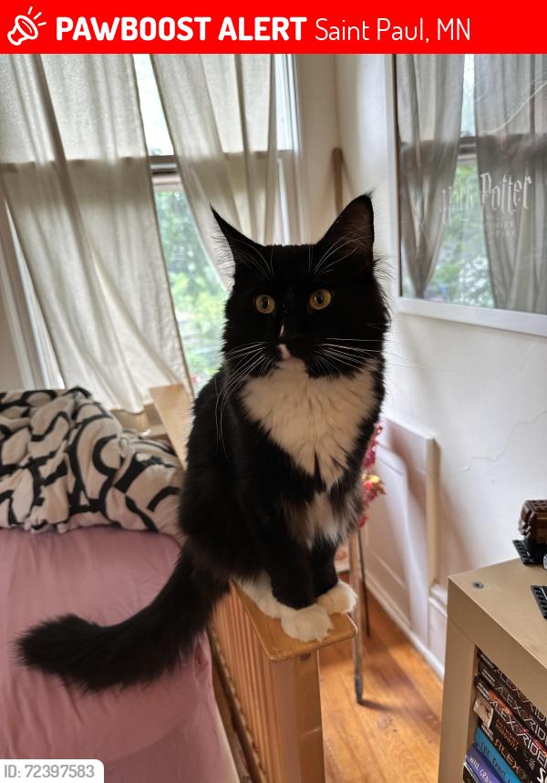 Lost Male Cat last seen Laurel Avenue and Hershel, St. Paul, Saint Paul, MN 55104