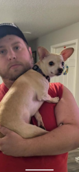 Lost Female Dog last seen Lakewood Terrace apmts , Belton, MO 64012