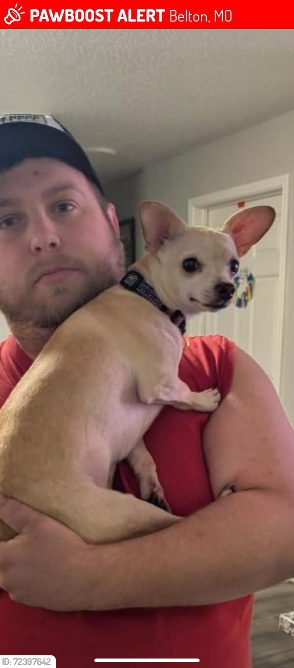 Lost Female Dog last seen Lakewood Terrace apmts , Belton, MO 64012