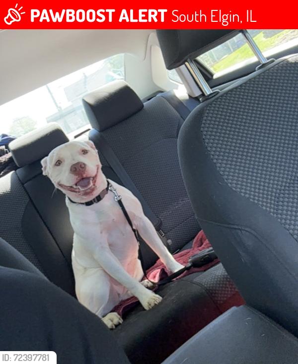 Lost Female Dog last seen Gilberts St and E State Street  South Elgin IL, South Elgin, IL 60177