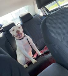 Lost Female Dog last seen Gilberts St and E State Street  South Elgin IL, South Elgin, IL 60177