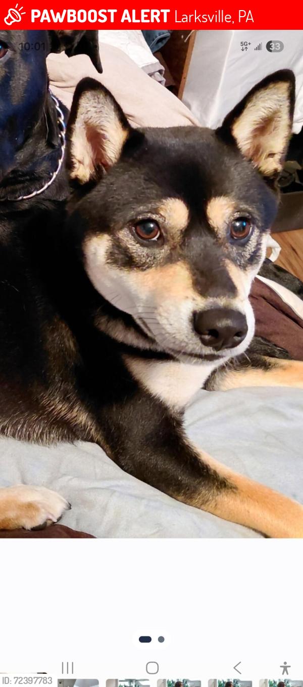 Lost Female Dog last seen Wilson and state street , Larksville, PA 18704