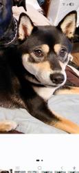 Lost Female Dog last seen Wilson and state street , Larksville, PA 18704