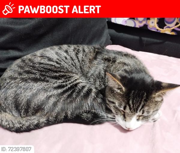 Lost Male Cat last seen Avenida del valle, unidad habitacional rancho Pavón, Municipio de Soledad de Graciano Sánchez, S.L.P., Soledad de Graciano Sánchez, S.L.P. 