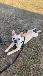 Lost Male Dog last seen Crantock rd close to Hwy 210, Smithfield, NC 27577