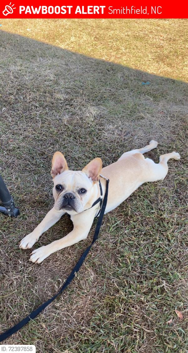 Lost Male Dog last seen Crantock rd close to Hwy 210, Smithfield, NC 27577