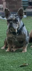 Lost Male Dog last seen Roscoe blvd, Los Angeles, CA 91343