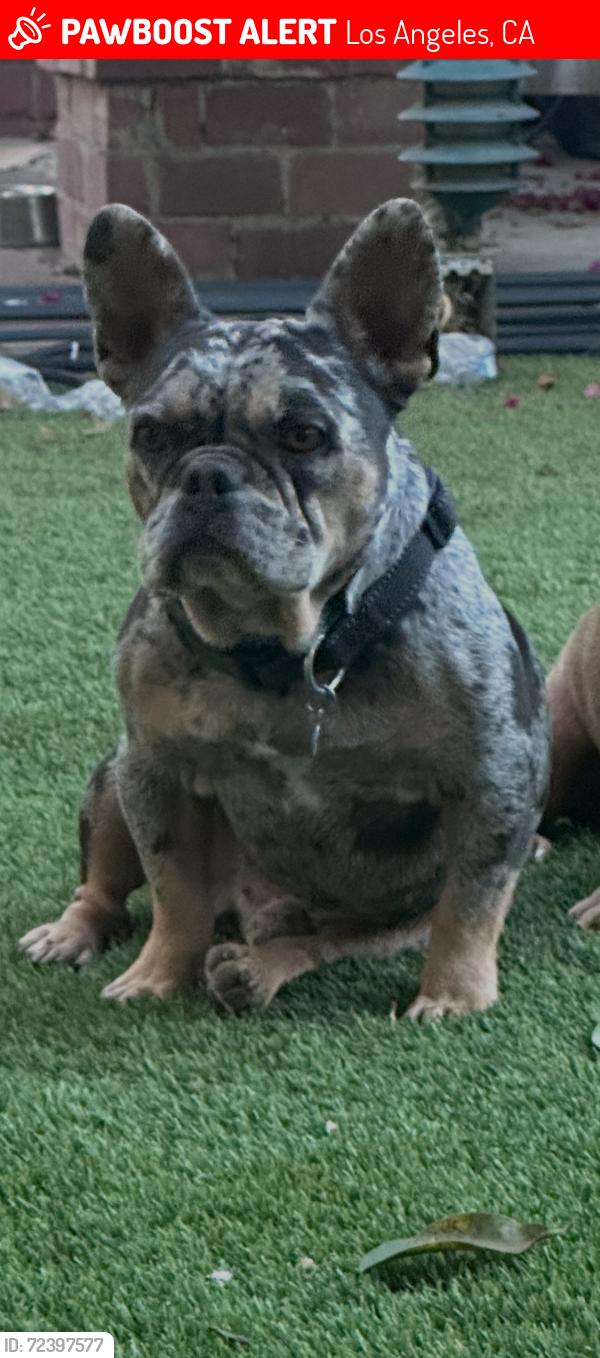 Lost Male Dog last seen Roscoe blvd, Los Angeles, CA 91343