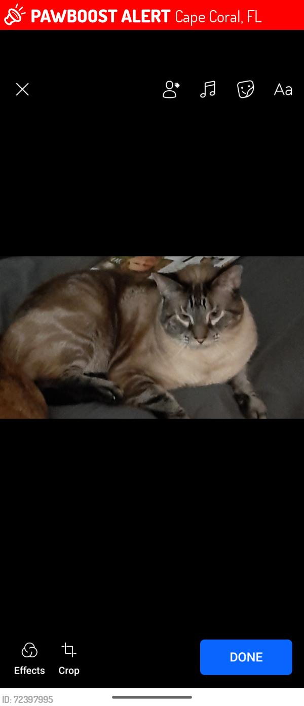 Lost Male Cat last seen Embers Pkwy., Cape Coral, FL 33991