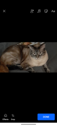 Lost Male Cat last seen Embers Pkwy., Cape Coral, FL 33991