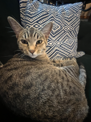 Lost Female Cat last seen Jeffrey Ave, Escondido, CA 92027