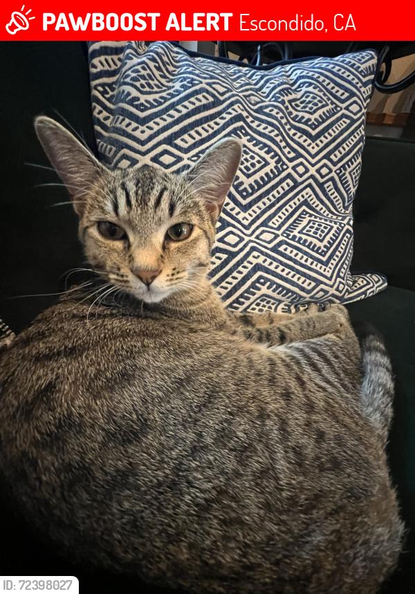 Lost Female Cat last seen Jeffrey Ave, Escondido, CA 92027