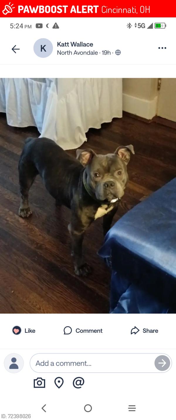 Lost Male Dog last seen Greenwood Ave and N Fred Shuttlesworth Ave, Cincinnati, OH 45229