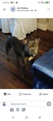 Lost Male Dog last seen Greenwood Ave and N Fred Shuttlesworth Ave, Cincinnati, OH 45229