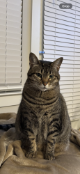 Lost Female Cat last seen K avenue and 11th street , Plano, TX 75074