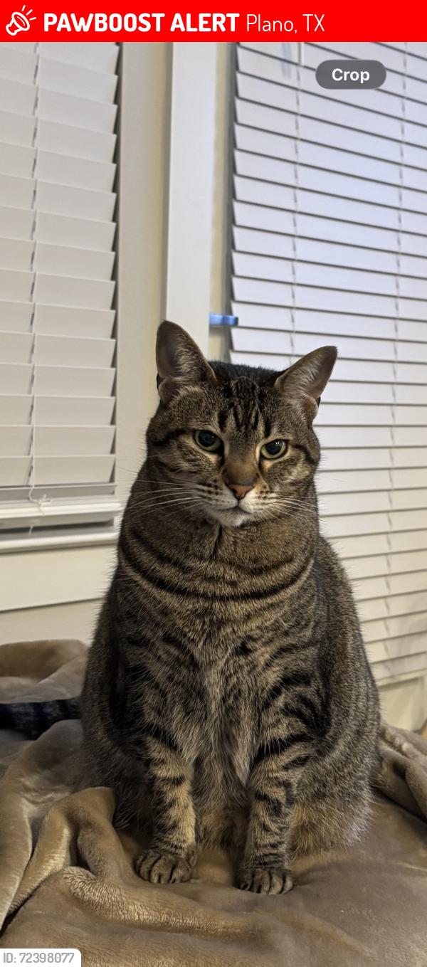 Lost Female Cat last seen K avenue and 11th street , Plano, TX 75074