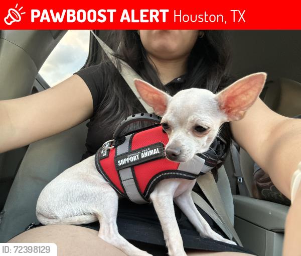 Lost Female Dog last seen Nordling, Werner,N, Houston, TX 77076