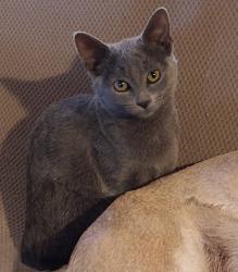 Lost Female Cat last seen Sanderson/Keith Ave., Knoxville, TN 37921