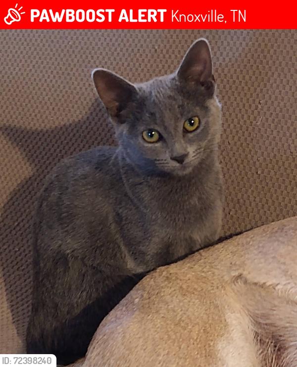 Lost Female Cat last seen Sanderson/Keith Ave., Knoxville, TN 37921