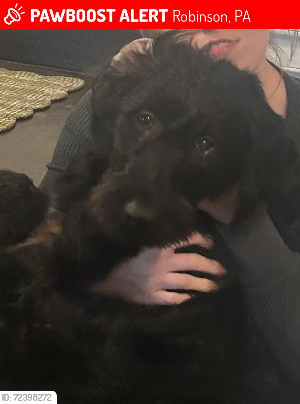 Lost Male Dog last seen Near the high school , Robinson, PA 15944