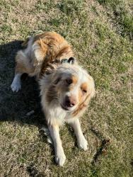 Lost Male Dog last seen Mitchell Rd & Plainview Rd, Krum, TX 76249, Denton County, TX 76249