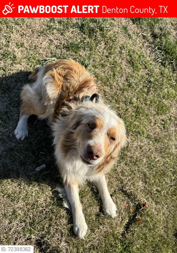 Lost Male Dog last seen Mitchell Rd & Plainview Rd, Krum, TX 76249, Denton County, TX 76249