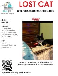 Lost Female Cat last seen Intersection between North College and Martin Luther King Parkway, Wilmington, NC 28405