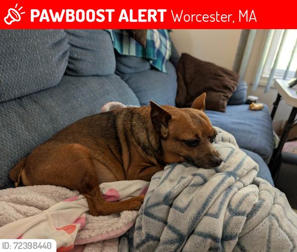 Lost Male Dog last seen Albemarle St, Worcester, MA 01609