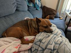 Lost Male Dog last seen Albemarle St, Worcester, MA 01609