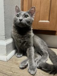 Lost Male Cat last seen Kennersley Dr , Langdon Place, KY 40242