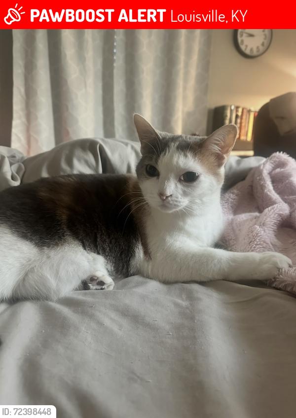 Lost Female Cat last seen Langdon Dr , Louisville, KY 40241