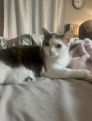 Lost Female Cat last seen Langdon Dr , Louisville, KY 40241