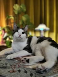 Lost Female Cat last seen Carl Dr , Visalia, CA 93291