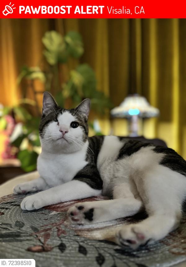 Lost Female Cat last seen Carl Dr , Visalia, CA 93291