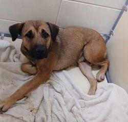 Lost Female Dog last seen West 19th Street , Sioux City, IA 51103