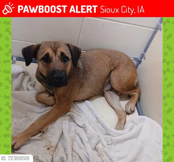 Lost Female Dog last seen West 19th Street , Sioux City, IA 51103