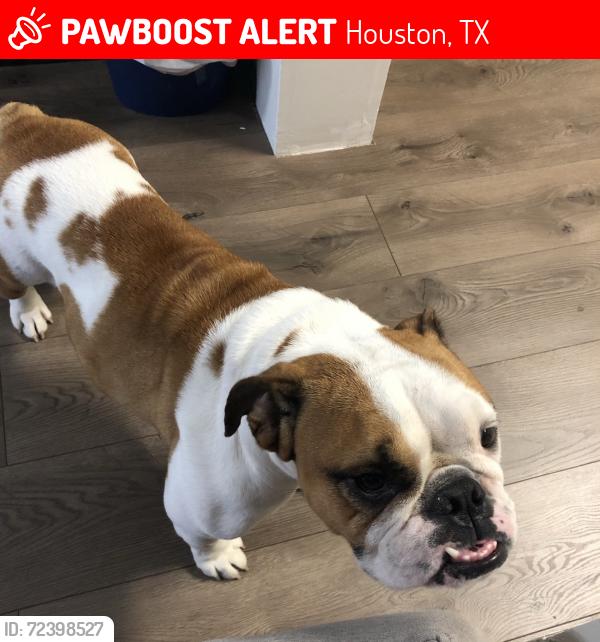 Lost Female Dog last seen Near north and little york, Houston, TX 77076