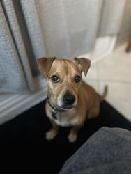 Reunited Male Dog last seen Near Elm St, Lynwood, CA 90262, USA, Lynwood, CA 90262