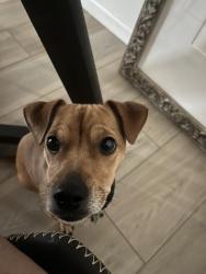 Reunited Male Dog last seen Near Elm St, Lynwood, CA 90262, USA, Lynwood, CA 90262