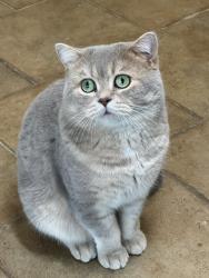 Lost Male Cat last seen 72street 69ave , Delta, BC 