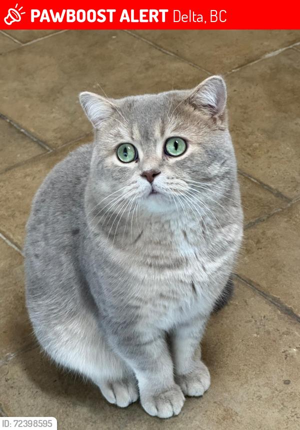 Lost Male Cat last seen 72street 69ave , Delta, BC 